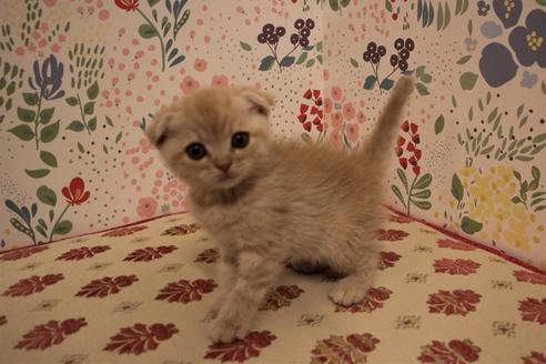 成約済の大阪府のスコティッシュフォールド-5957